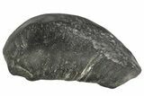 Fossil Whale Ear Bone - Miocene #177807-1